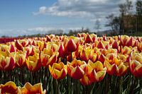 Tulpenveld