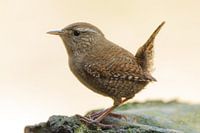 Wren