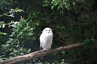 Snowy owl on a branch.