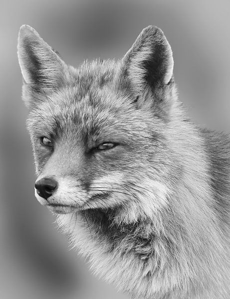 Portrait d'un renard en noir et blanc par By Marjolein Design