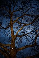 arbre illuminé en décembre