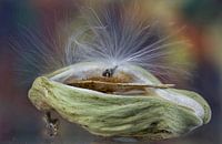 satijnbloem in expansie