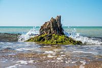 Baumstump mit Moos an der Ostseeküste