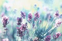 Lavendel Sommerträume