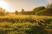 Gras, eine Brücke und eine Reihe von Bäumen bei Sonnenaufgang