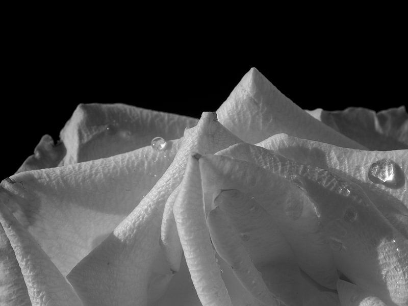 Rosa V by Alexander van der Linden