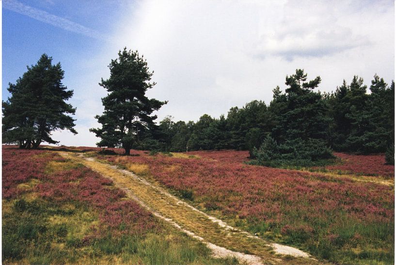 Zwei Fuhren auf der Heide by Joachim Serger