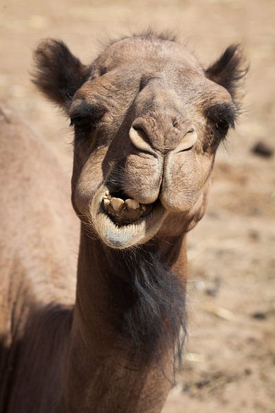 Marokko von Bart van Eijden