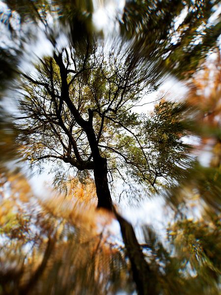Arbre dans le Parc de Vondel von M. Diaz