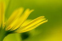 Close-up yellow flower