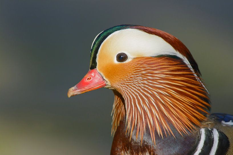 Portrait de tête de canard mandarin par Remco Van Daalen