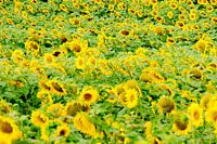Sonnenblumen in Frankreich