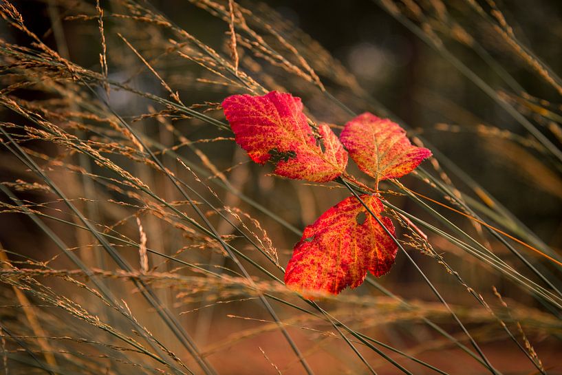 Autumn leaf in tall grass by Mayra Fotografie