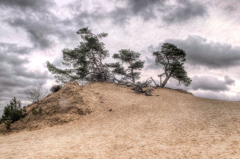 Fir tree on sand dune by Fotografie Arthur van Leeuwen