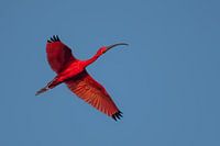 Ibis rouge