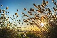 Impressions de tourbières dans la lumière du soir