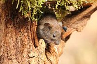 Muis komt uit zijn holletje