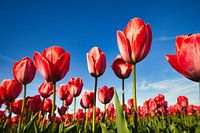Red tulips from Holland