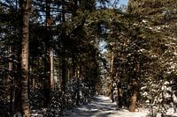 Ein Waldweg voller Schnee