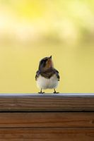 Junge Bauernschwalbe