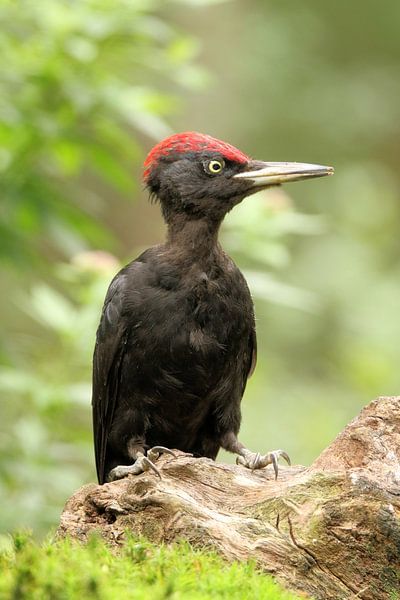 Zwarte Specht von Wouter Midavaine