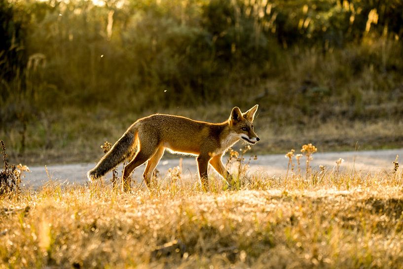 Renard en contre-jour par Ed Klungers