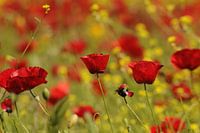 Mohn in Raps
