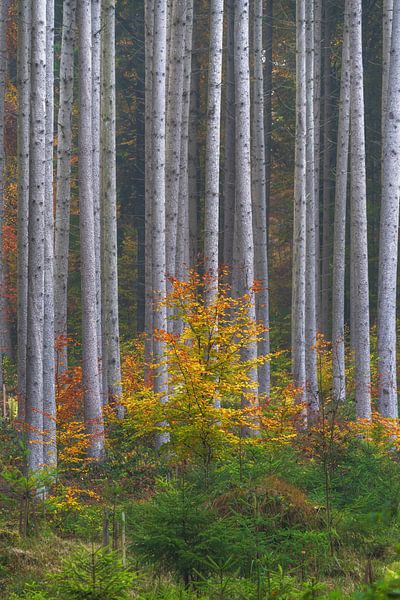 Kleiner Laubbaum im Herbst bei Nebel vor einem Nadelbaumwald von Daniel Pahmeier