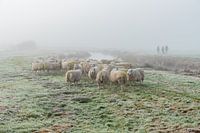 Schapen in de mist