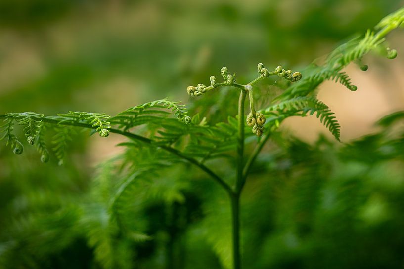 Bischofsstab aus jungem Farn von Captured Created by Cathleen