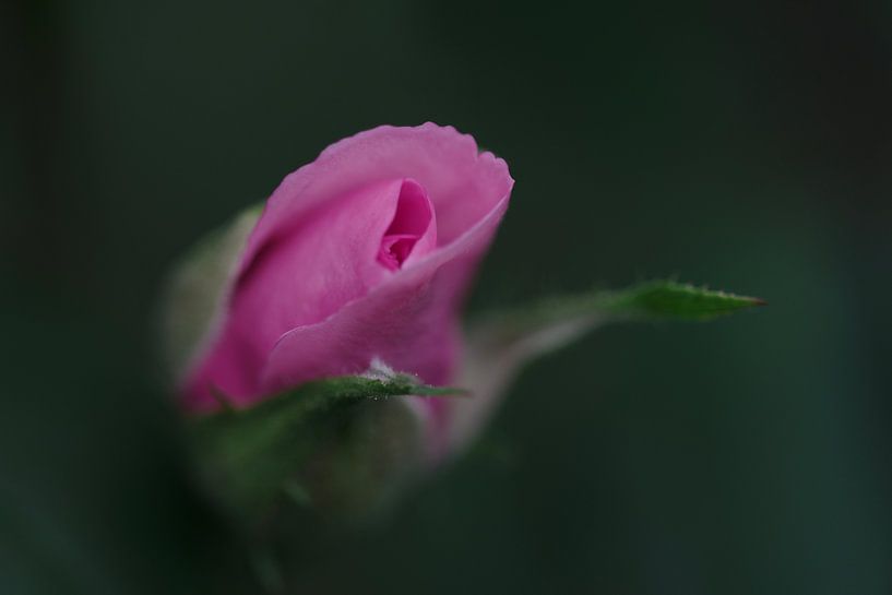 Pink rose by IntoCircles