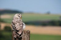 Portrait d'une chouette