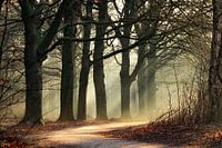 Waldweg im nebligen Morgenlicht
