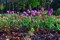 Beautiful Purple Tulip Flowers - Spring photo from Rivierenhof, Antwerp