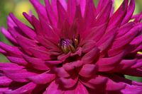 Pink dahlia