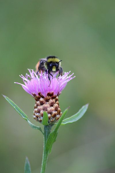 What are you mothering? by Shirley Douwstra