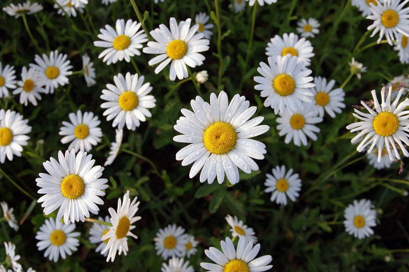 Marguerite Blossoms par cuhle-fotos