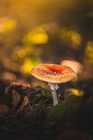 Beautiful red and white mushroom (fly agaric)