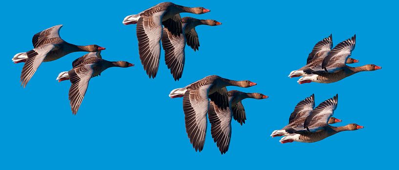 Een zwerm Ganzen by Brian Morgan