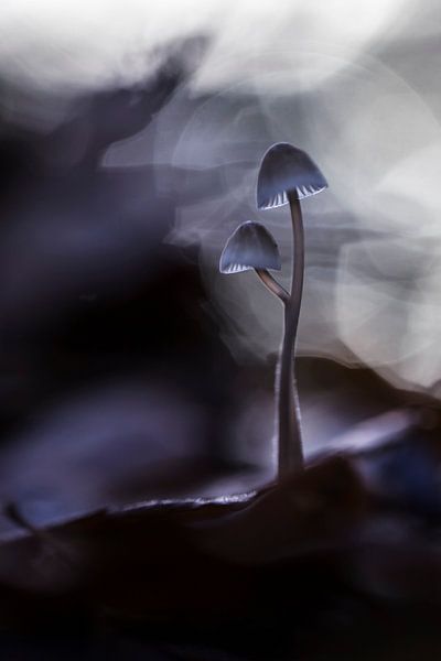 Strength and courage by Bob Daalder