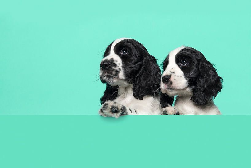 Chiots Cocker spaniel par Elles Rijsdijk