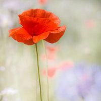 Fragile yet strong; poppy