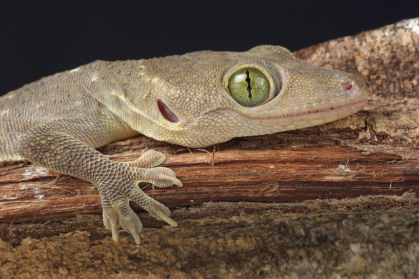 Smith's Green-eyed Gecko (Gekko smithii) by Ronald Pol