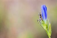Tiger- oder Wespenspinne