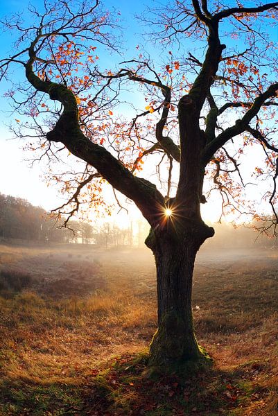 Tree heart by Olha Rohulya