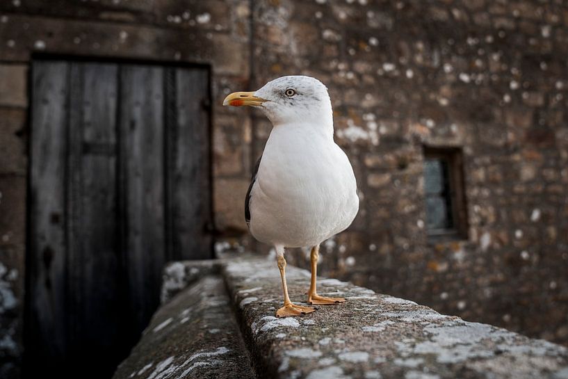 Möwe am Stadtrand mit historischer Mauer von Femke Ketelaar