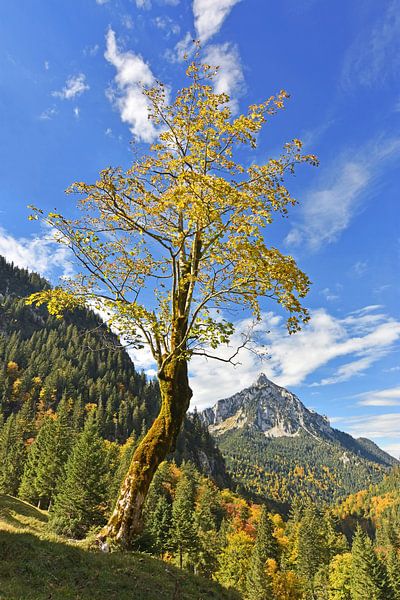 Vieil arbre dans les montagnes par Andreas Föll