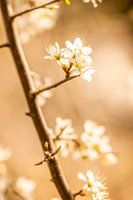 Tender blossom in golden light