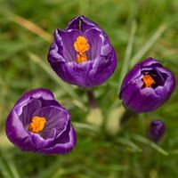 Crocus Trio