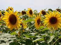 Feld mit Sonnenblumen